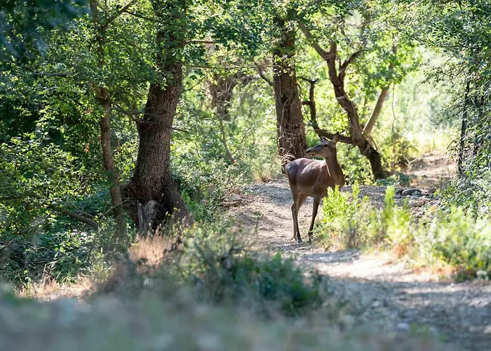 Tenuta Cortevecchia * Cellena